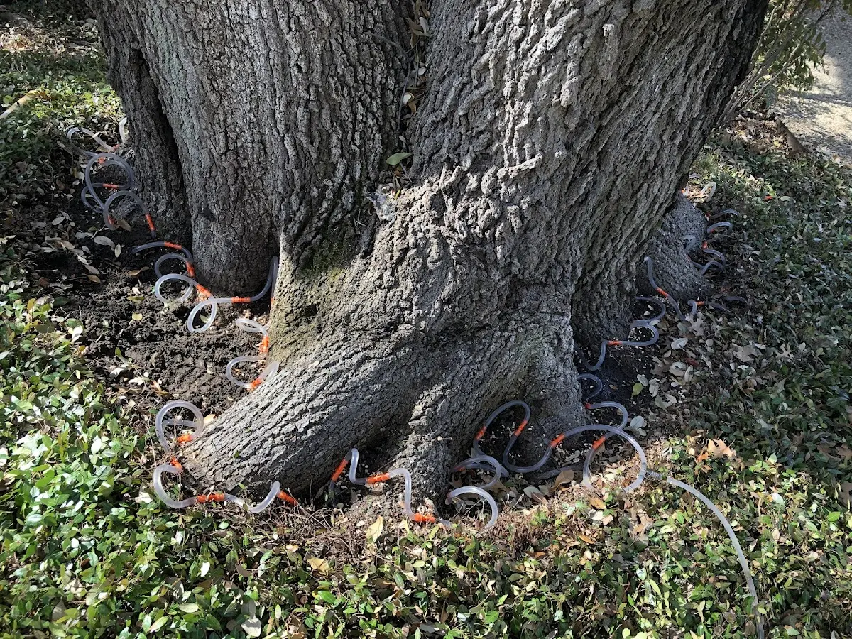 Detailed Tree Cabling and Bracing job site in Sesser