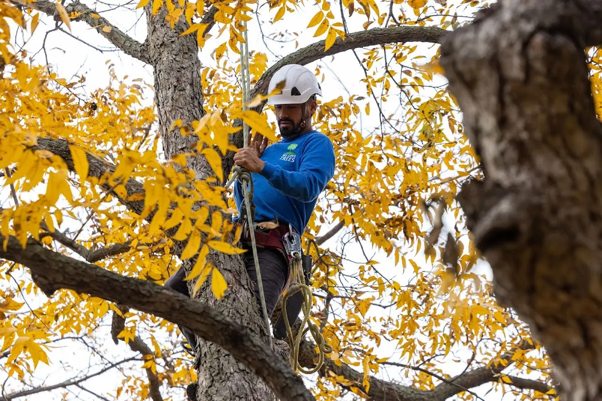 Skilled Tree Planting crew working in Sesser