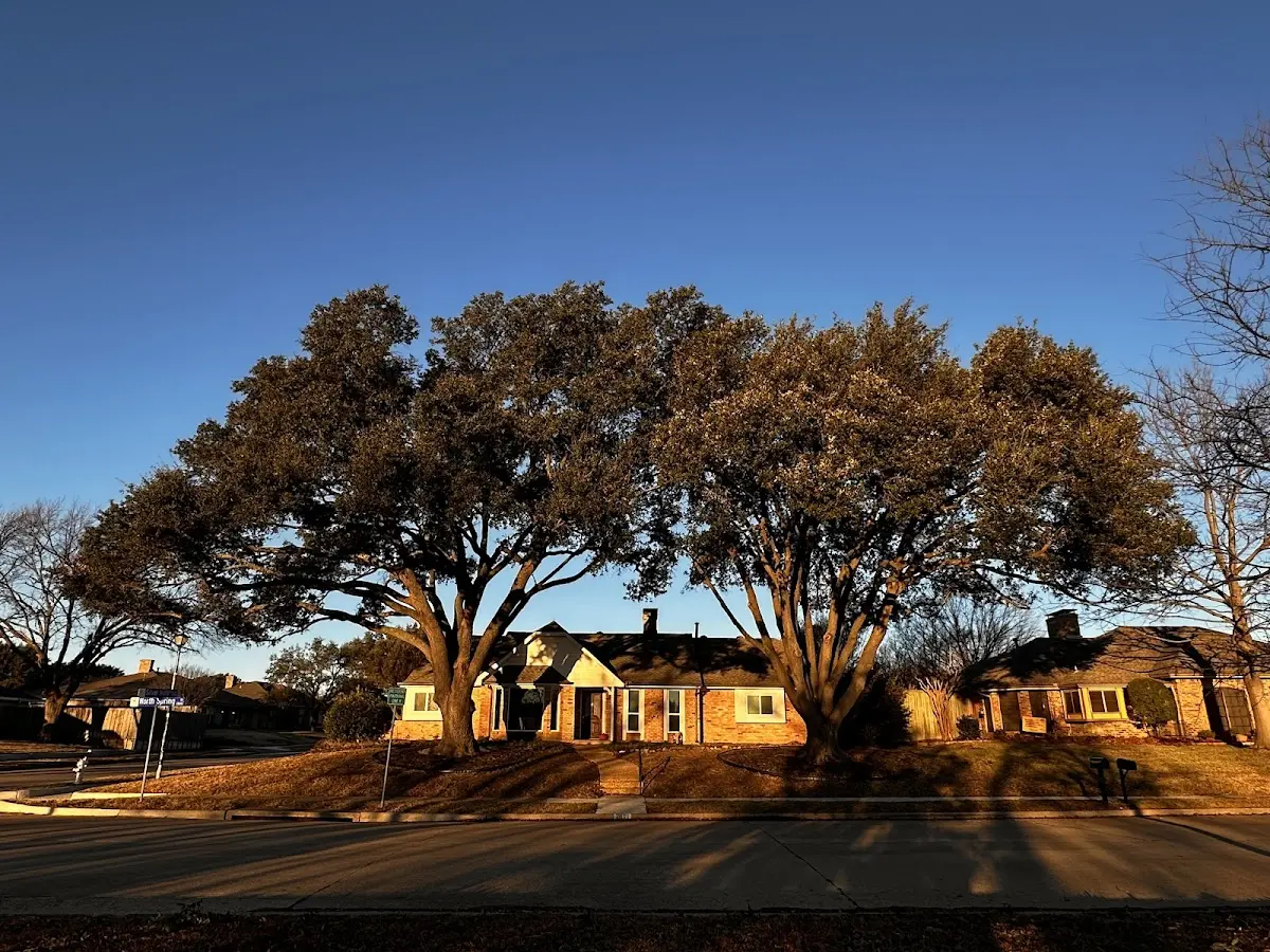Established residential canopy tree shading a home in Sesser